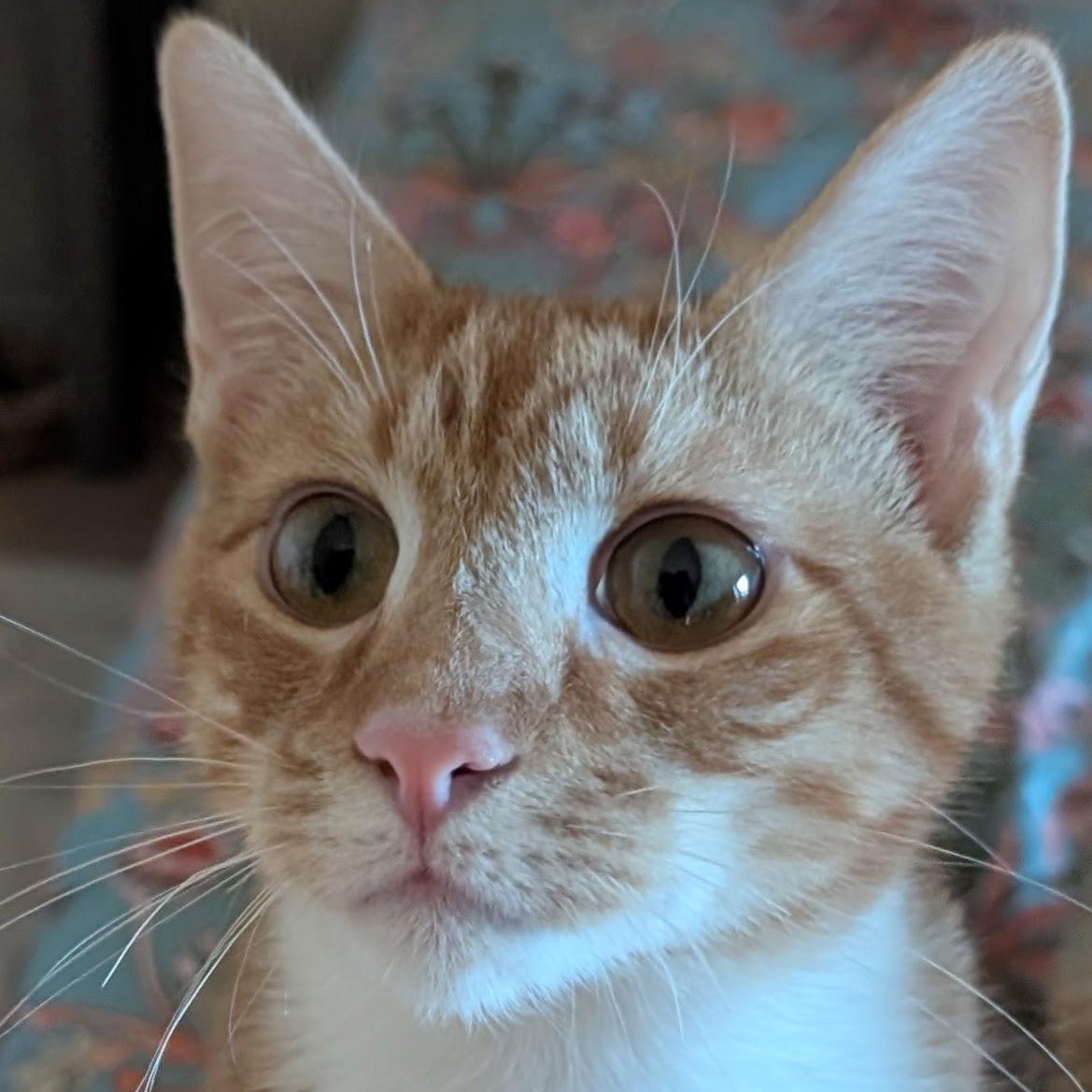 Crush, an adopted Domestic Short Hair in Orange, CA image 1/5