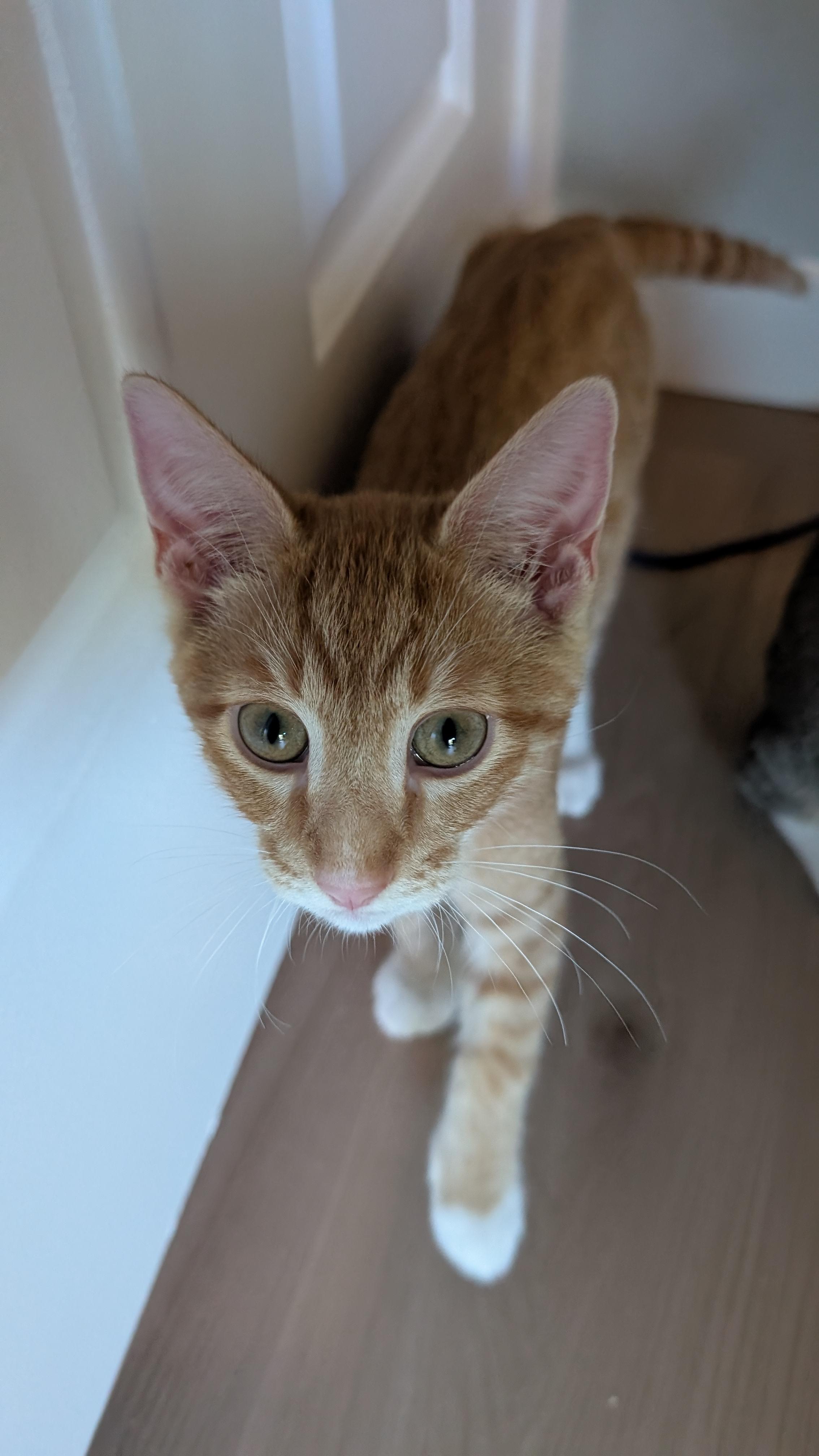 Crush, an adopted Domestic Short Hair in Orange, CA image 2/5