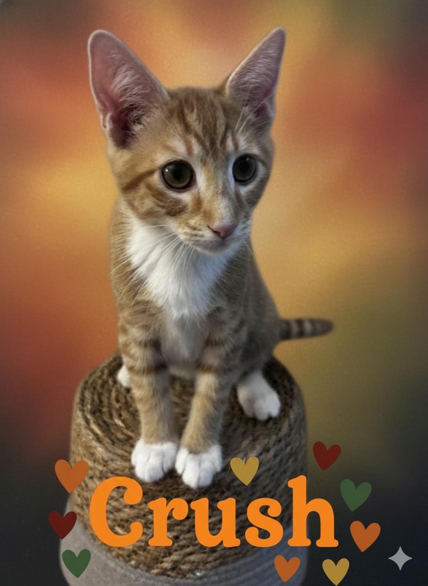 Crush, an adopted Domestic Short Hair in Orange, CA image 3/5