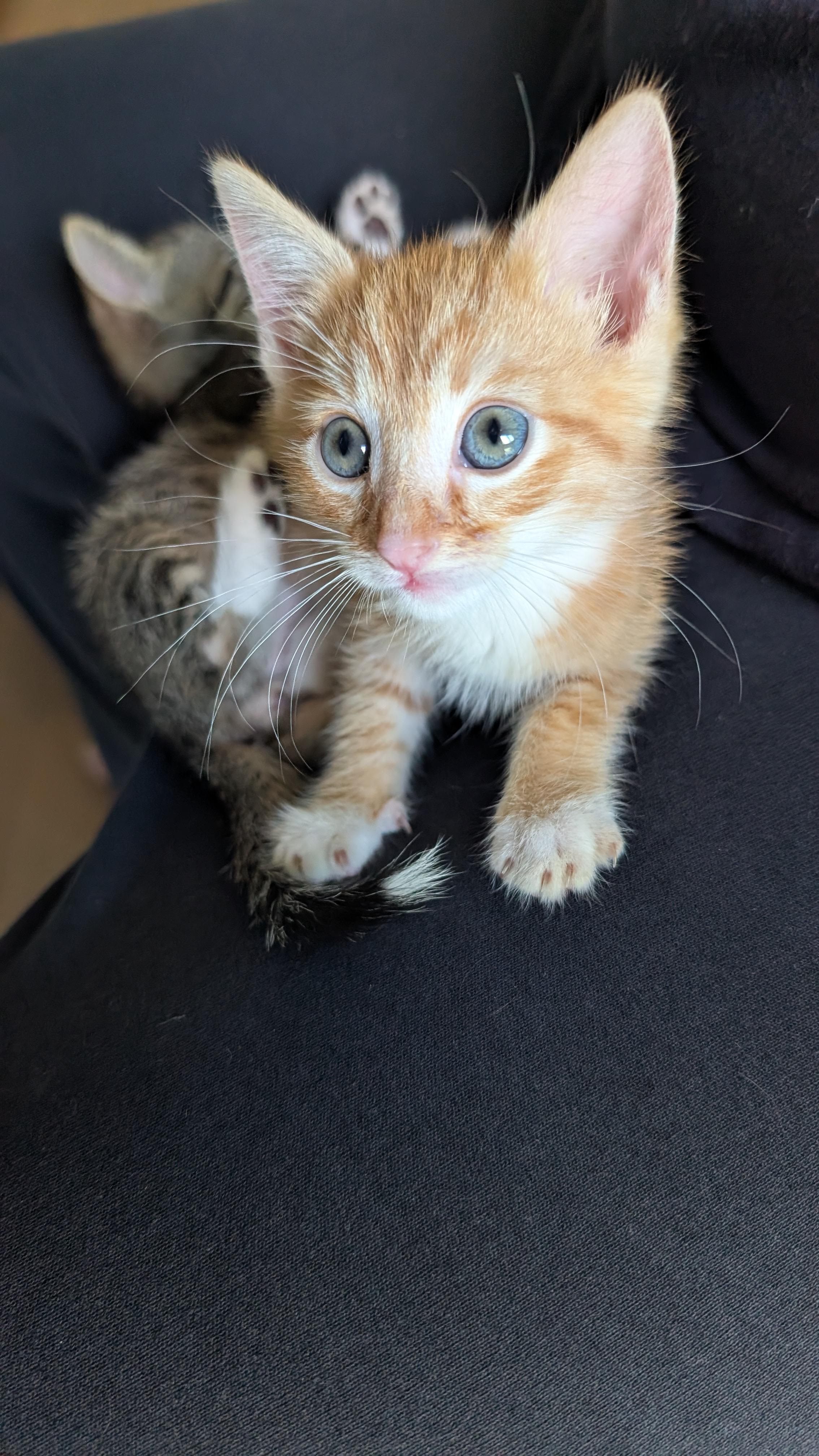 Crush, an adopted Domestic Short Hair in Orange, CA image 4/5