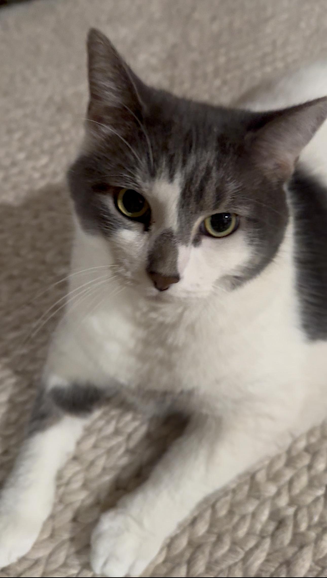 Enlarge Tinker, a Adoptable Domestic Short Hair in Franklin Square, NY image 2/5