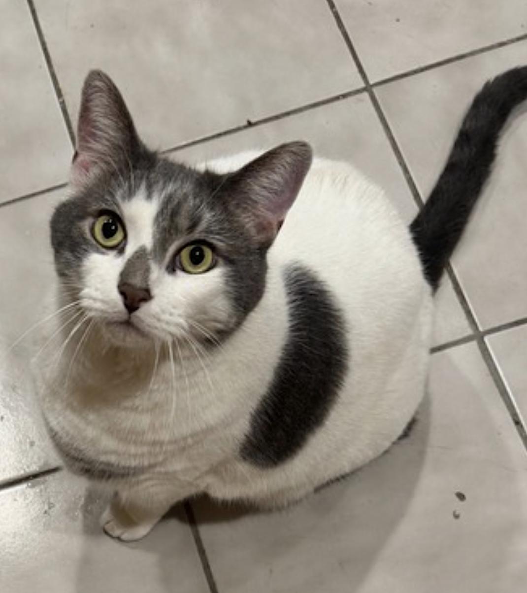 Enlarge Tinker, a Adoptable Domestic Short Hair in Franklin Square, NY image 4/5