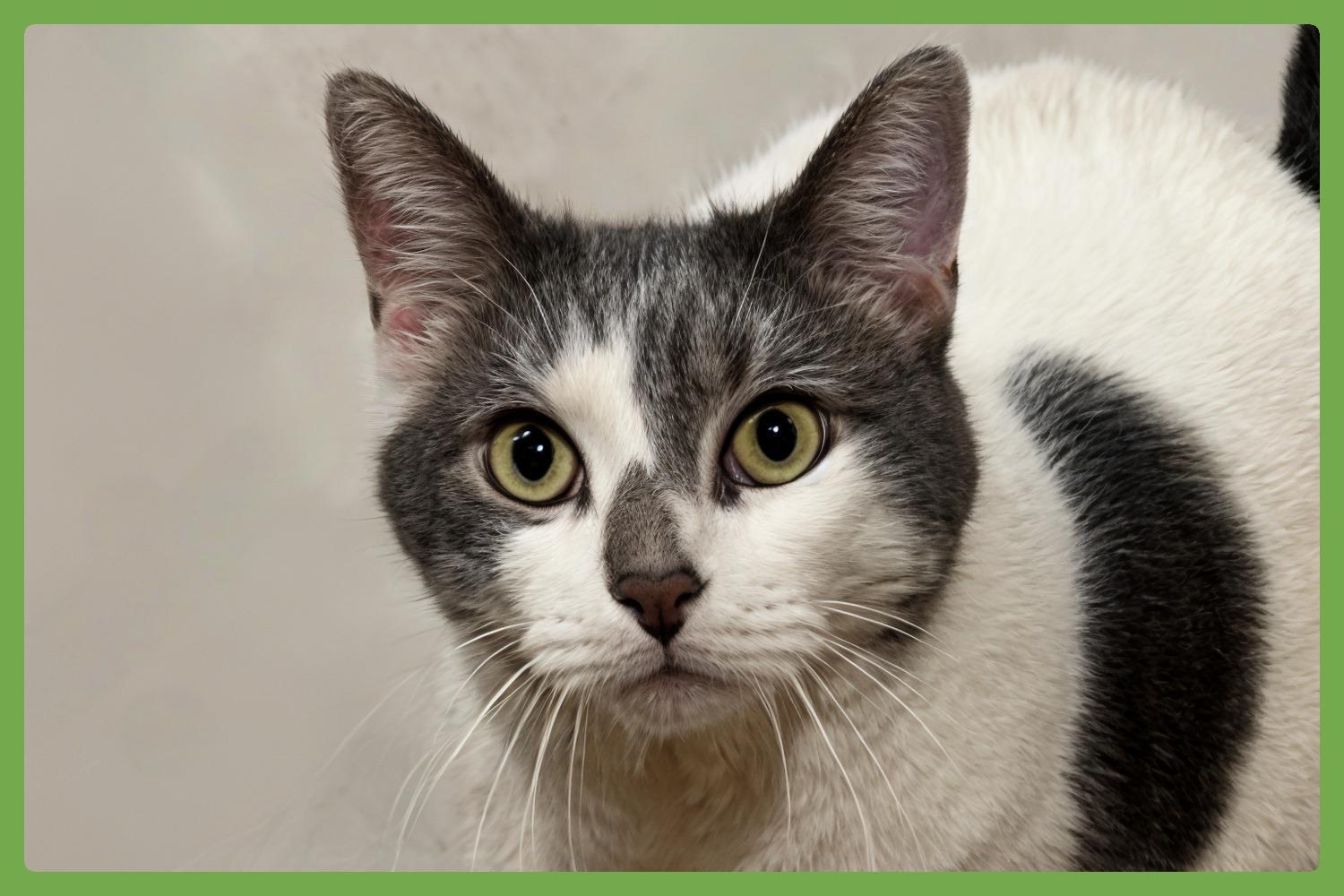 Enlarge Tinker, a Adoptable Domestic Short Hair in Franklin Square, NY image 1/5