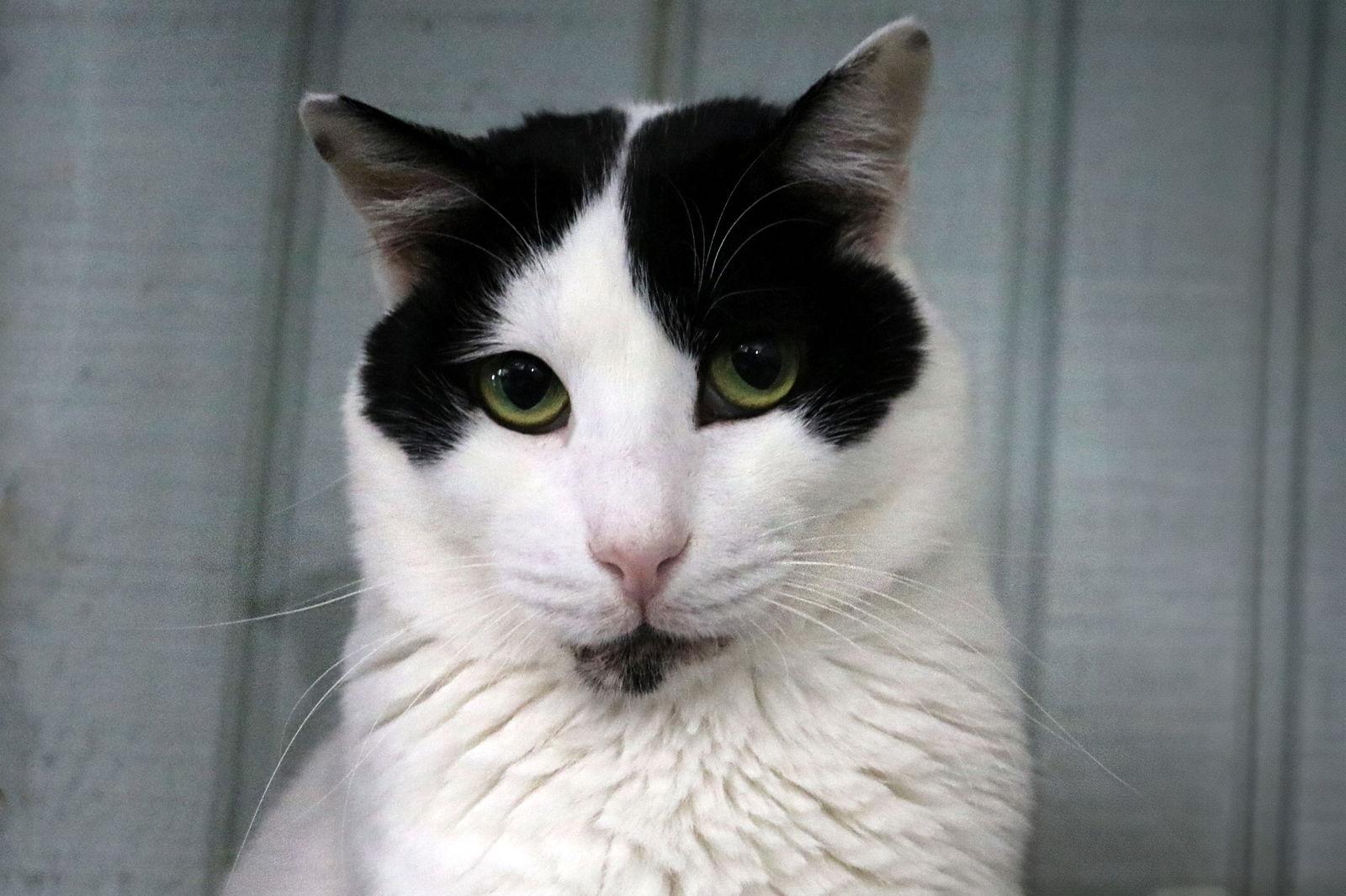 Bosik, a Adoptable mixed breed in Buford, GA image 2/3