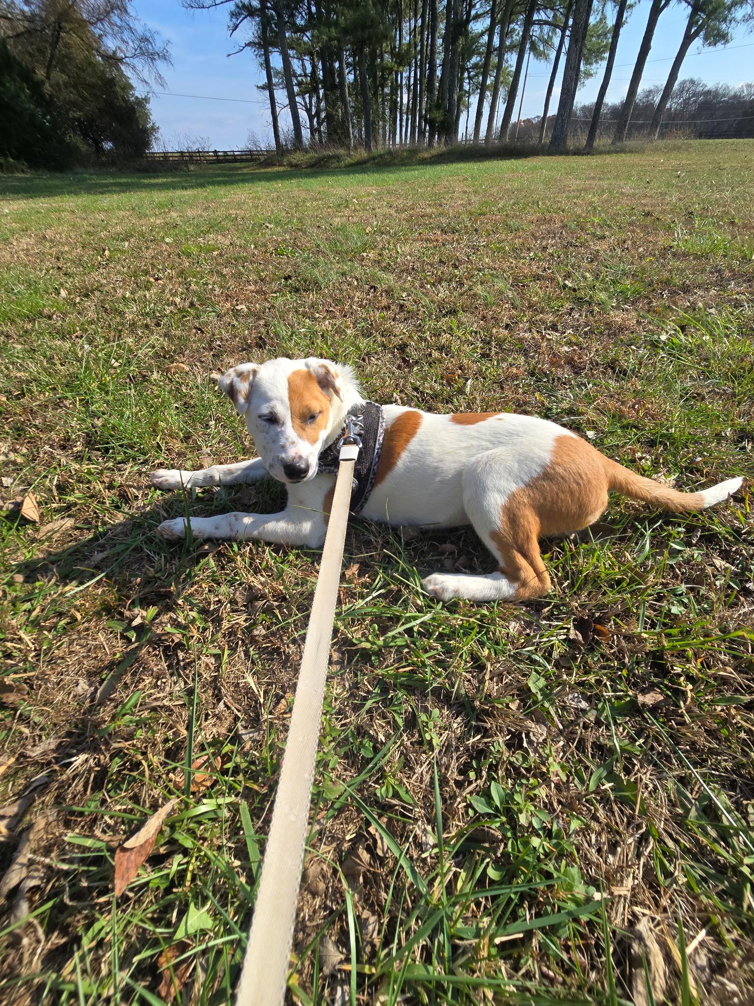 Coco Puff, Adoptable, Young Female Hound.