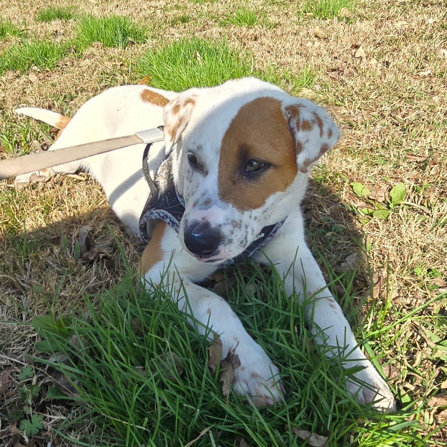 Enlarge Coco Puff, a Adoptable mixed breed in Brentwood, TN image 2/3