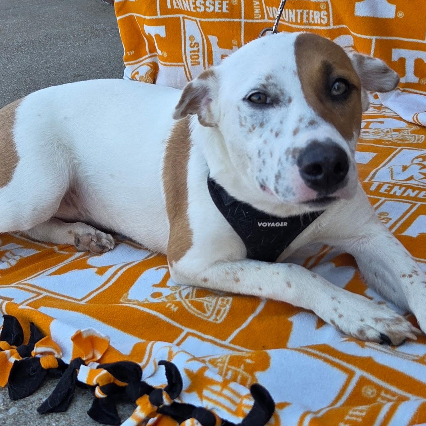 Coco Puff, Adoptable, Young Female American Staffordshire Terrier & English Foxhound.