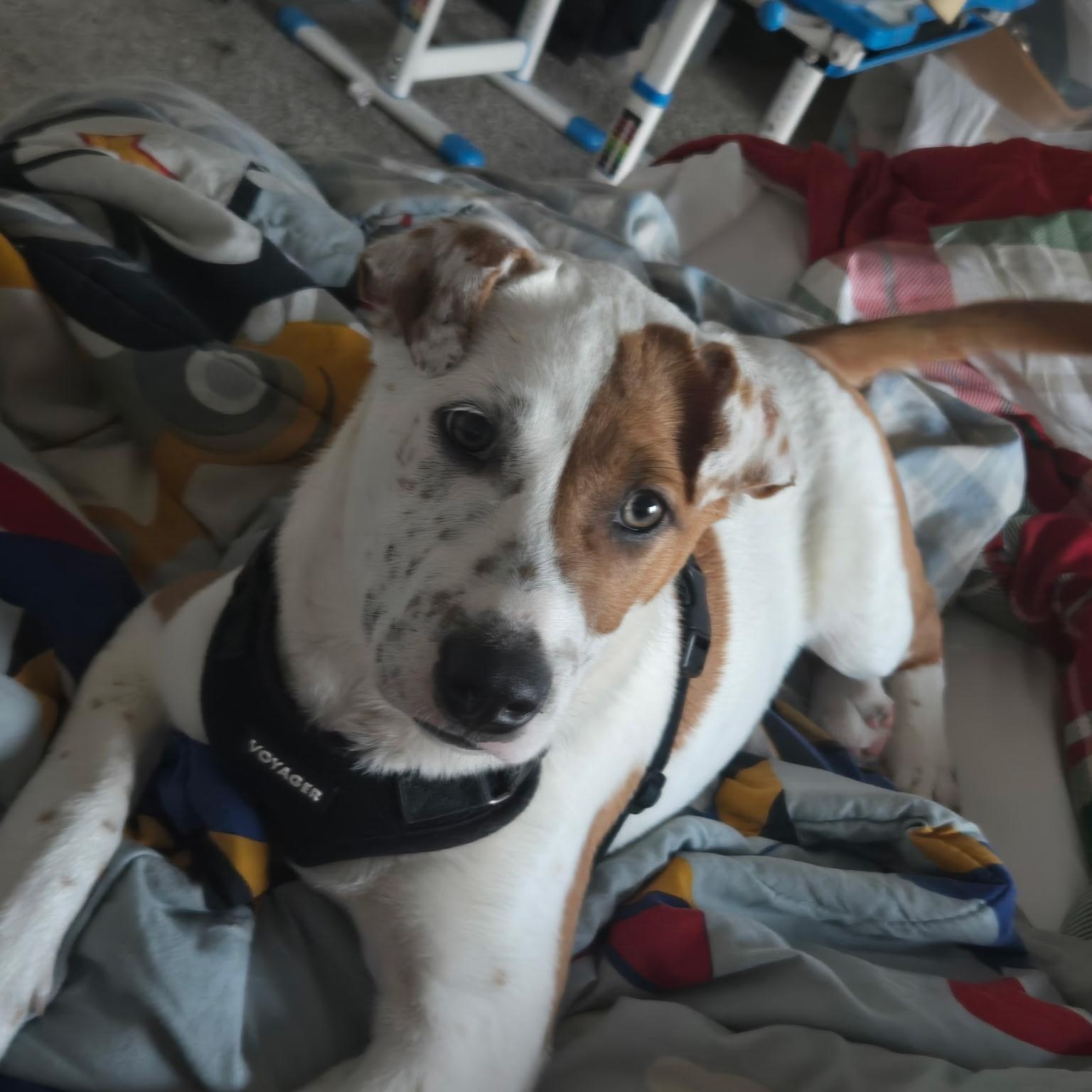 Coco Puff, Adoptable, Young Female Jack Russell Terrier & Catahoula Leopard Dog.