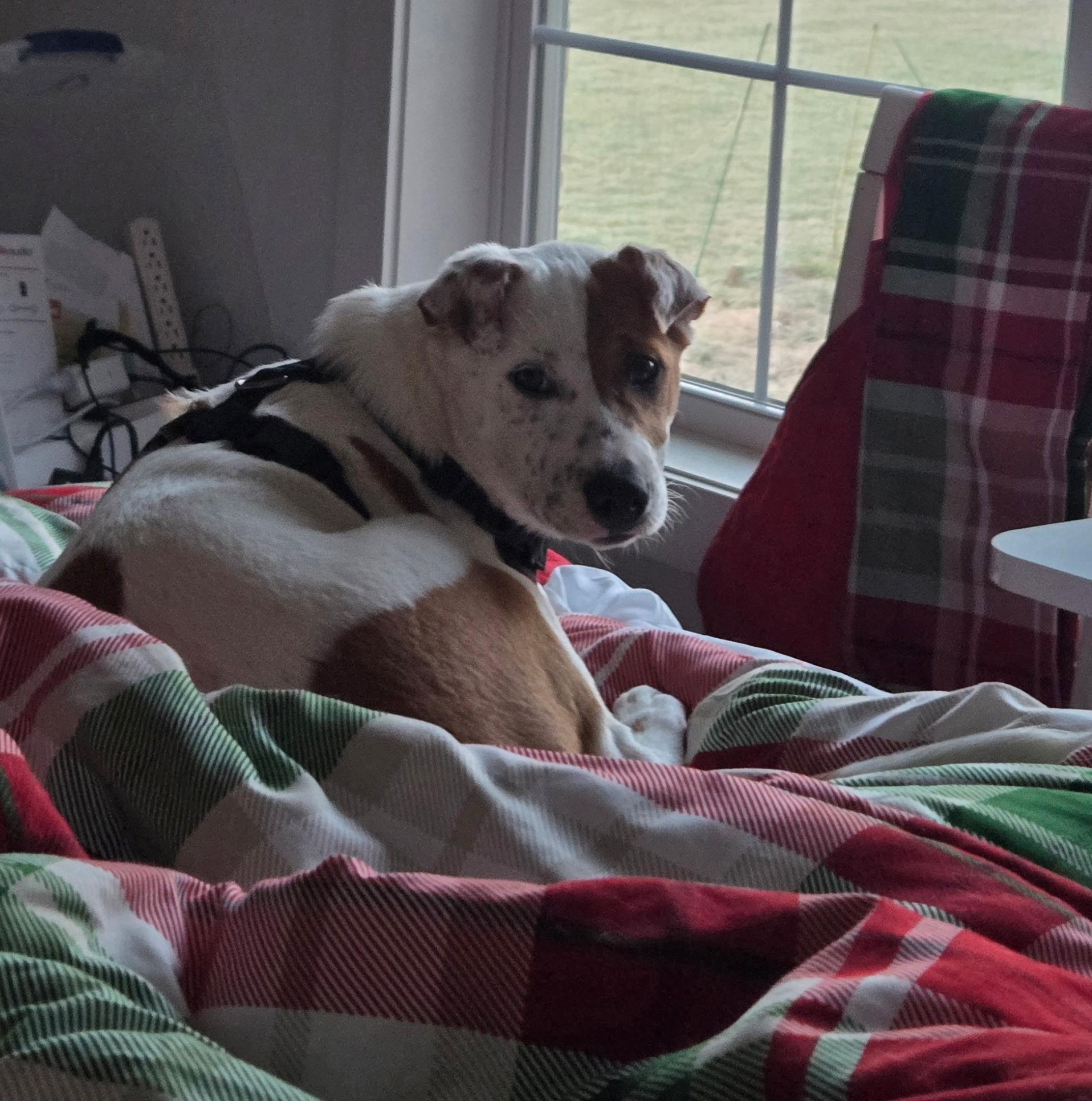 Coco Puff thumbnail 4