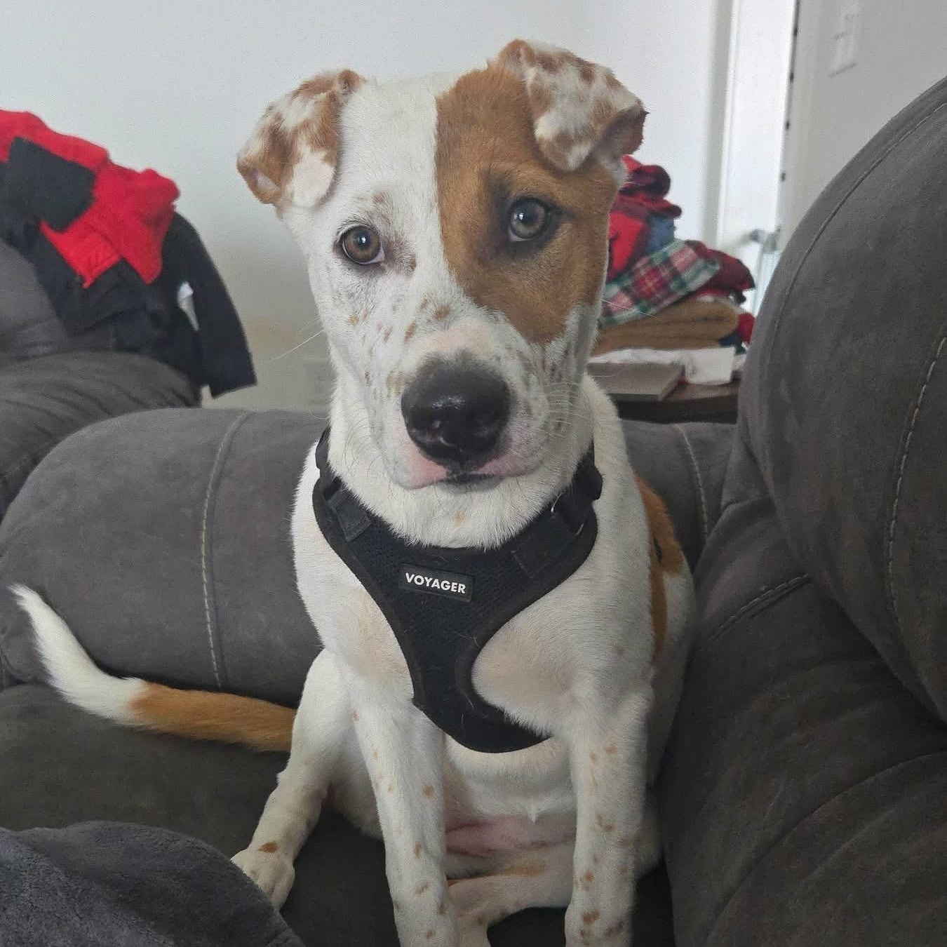 Enlarge Coco , a Adoptable mixed breed in Brentwood, TN image 1/4