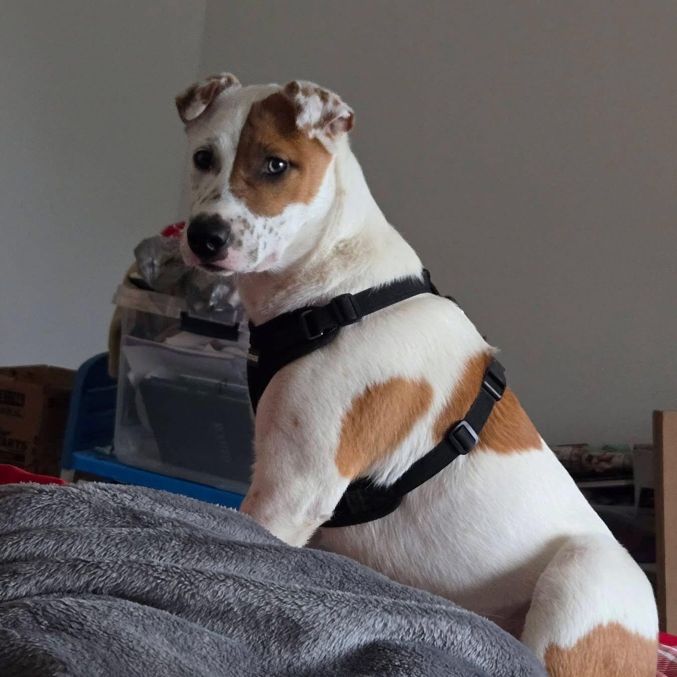 Coco Puff, Adoptable, Young Female American Staffordshire Terrier & English Foxhound.