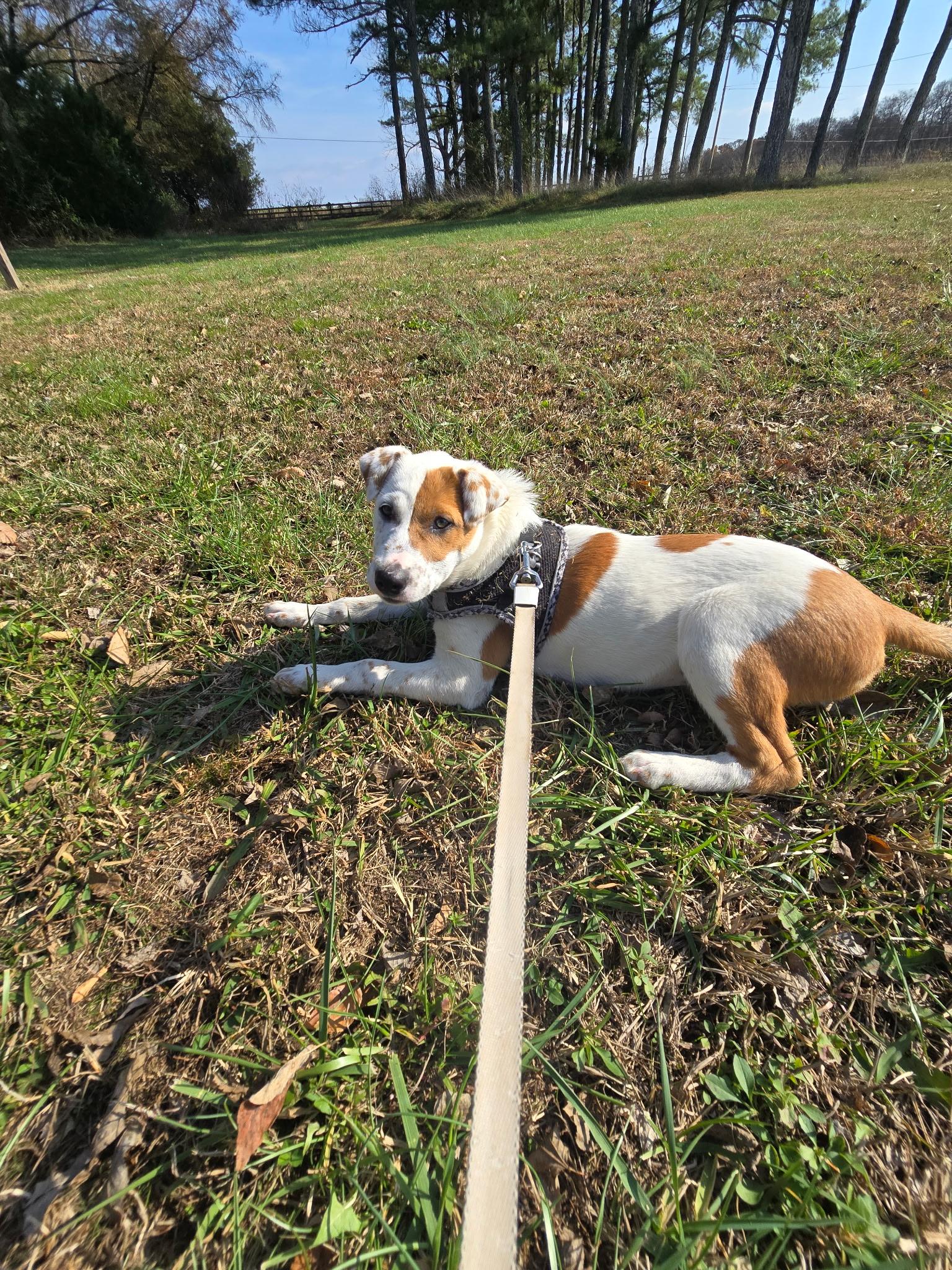 Enlarge Coco Puff, a Adoptable mixed breed in Brentwood, TN image 3/3