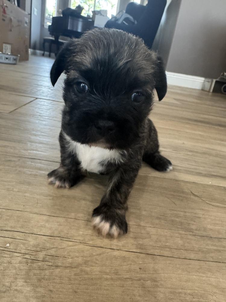 CHURRO, Adoptable, Puppy Female Shih Tzu & French Bulldog.