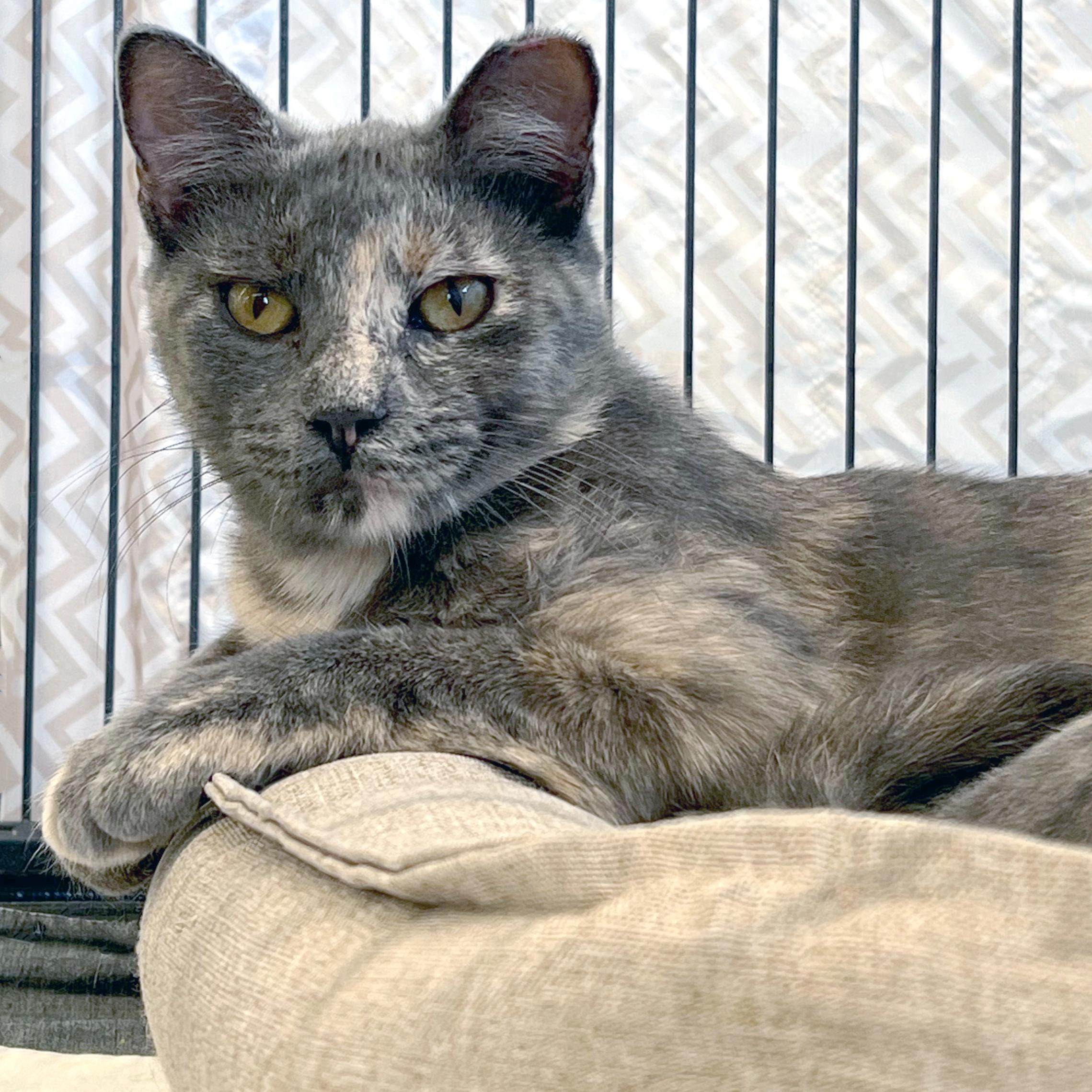 Confetti, ADOPTABLE, Young Female Domestic Short Hair.