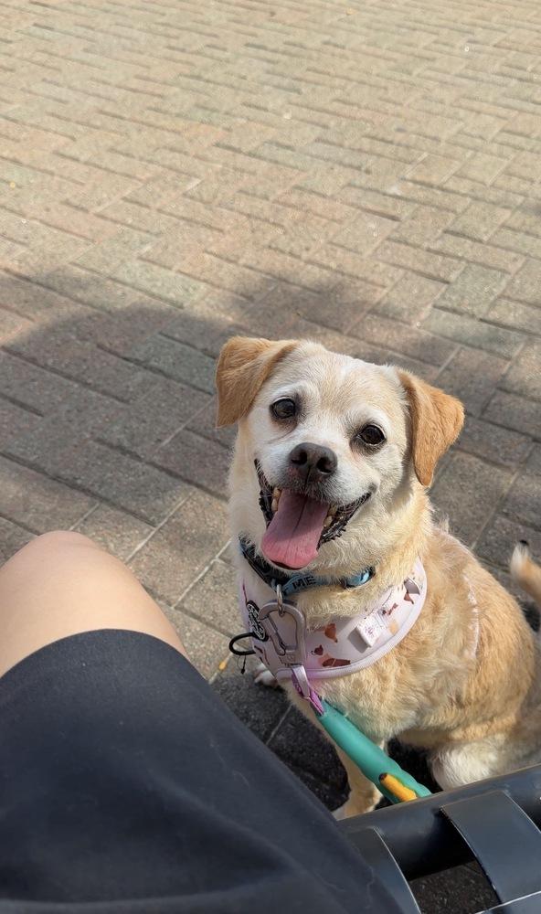 Cowboy, a Adoptable mixed breed in New York, NY image 2/6