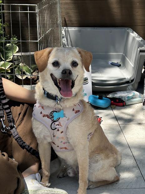 Cowboy, a Adoptable mixed breed in New York, NY image 3/6