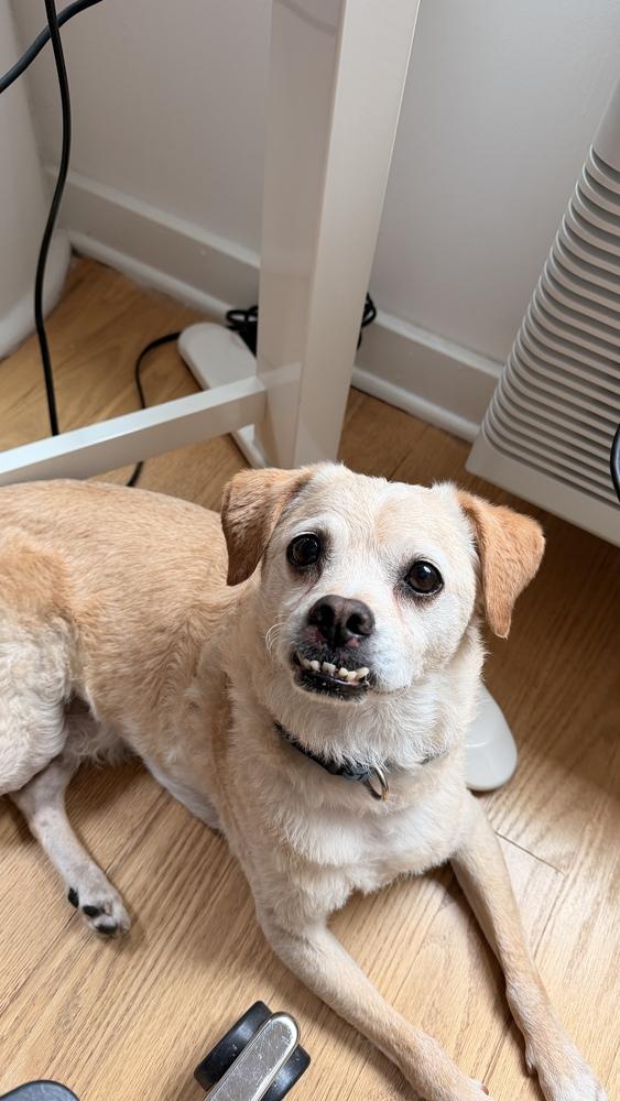 Cowboy, a Adoptable mixed breed in New York, NY image 4/6