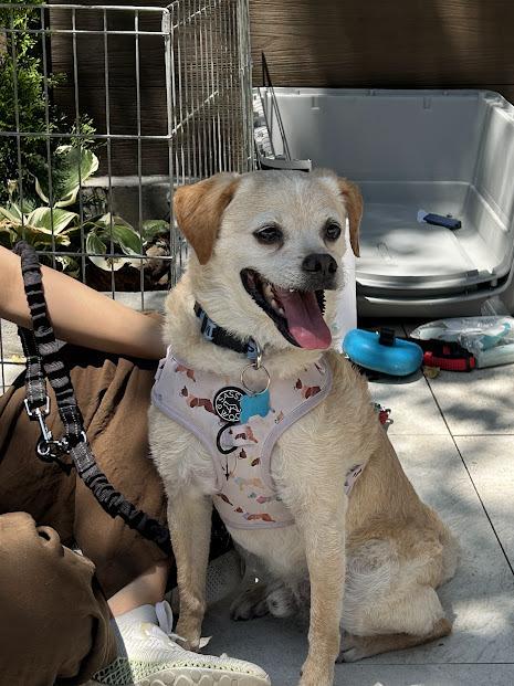 Cowboy, a Adoptable mixed breed in New York, NY image 5/6