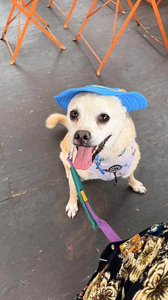 Cowboy, a Adoptable mixed breed in New York, NY image 6/6