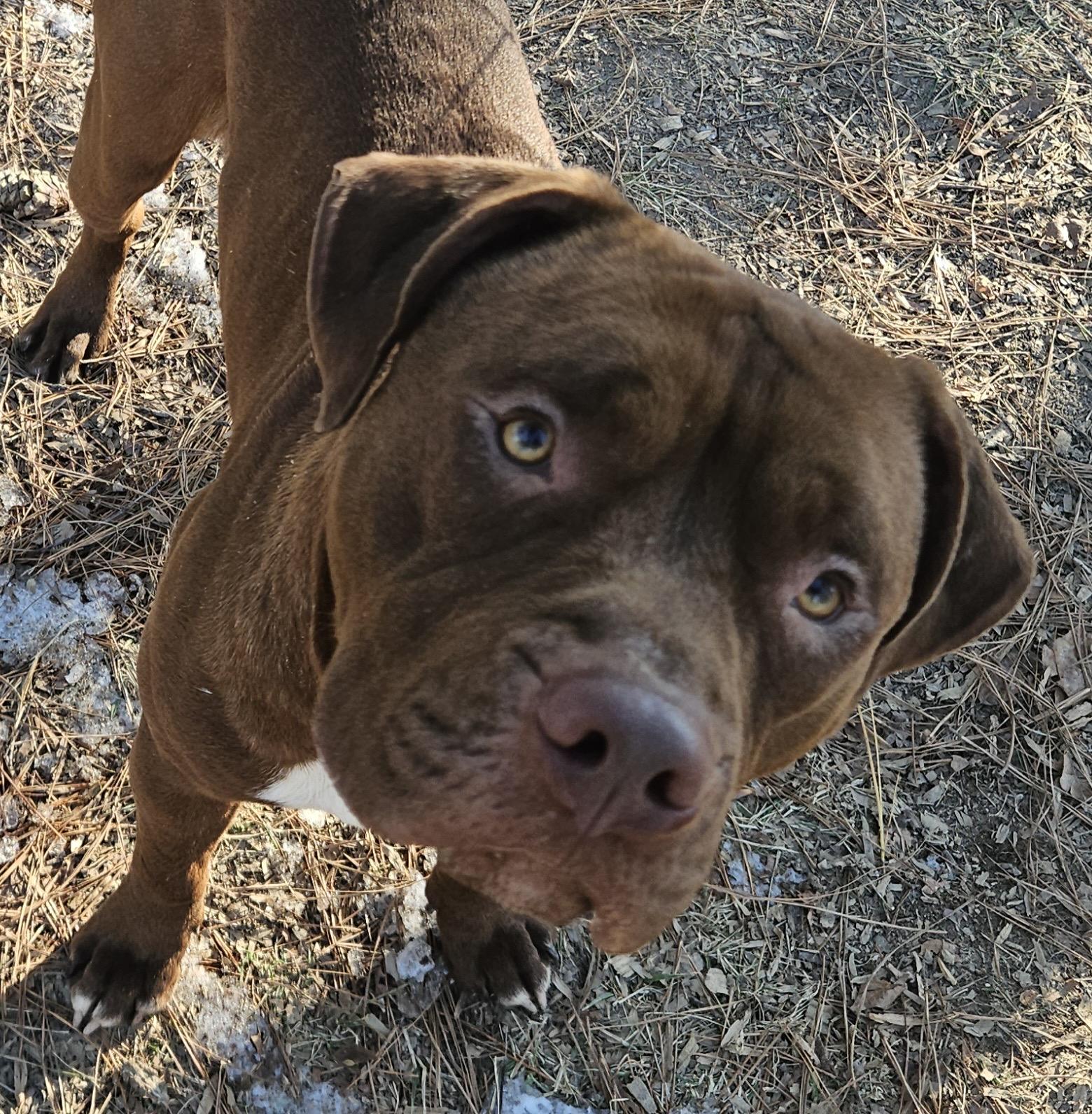 Kenan, Young Male Pit Bull Terrier