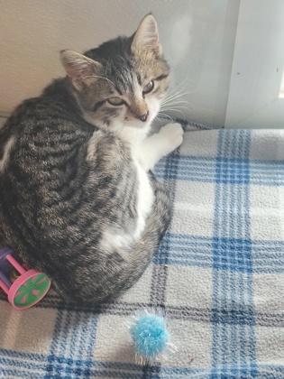 Enlarge Biggie, a Adoptable mixed breed in Mount Pleasant, IA image 1/1