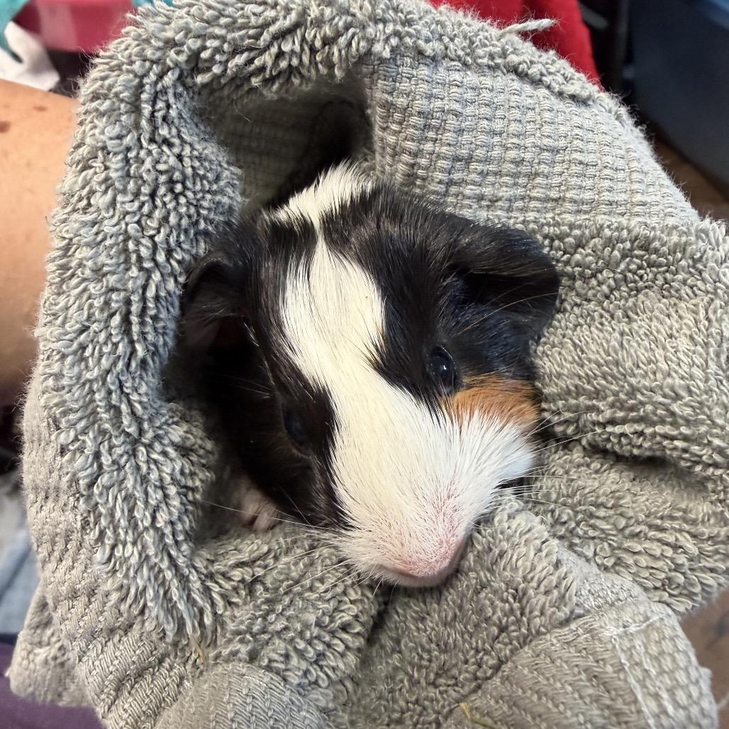 Enlarge Turnip, a Adoptable Guinea Pig in Quakertown, PA image 1/6