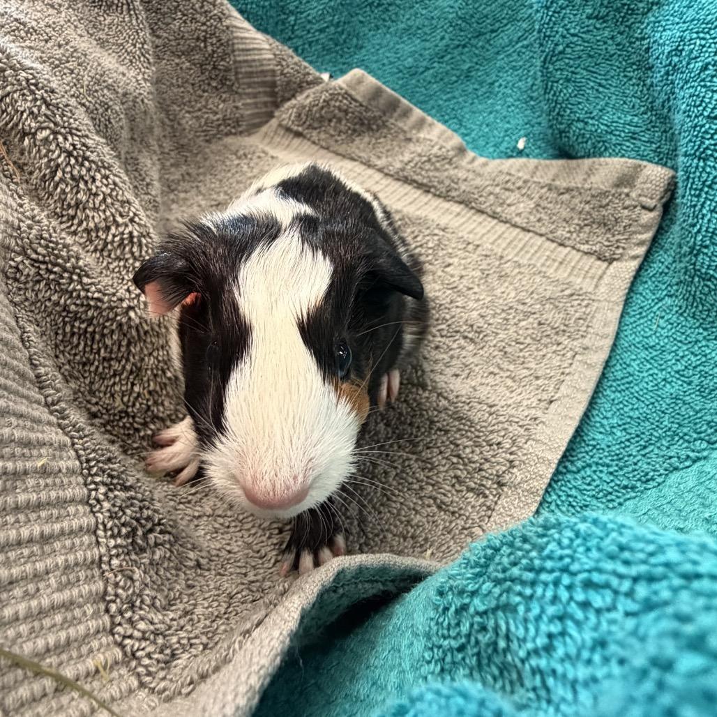 Enlarge Turnip, a Adoptable Guinea Pig in Quakertown, PA image 2/6