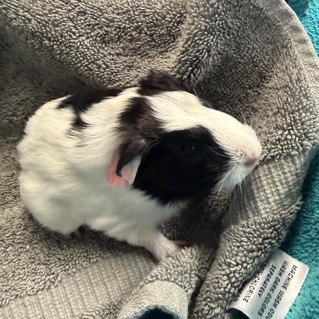 Enlarge Turnip, a Adoptable Guinea Pig in Quakertown, PA image 3/6