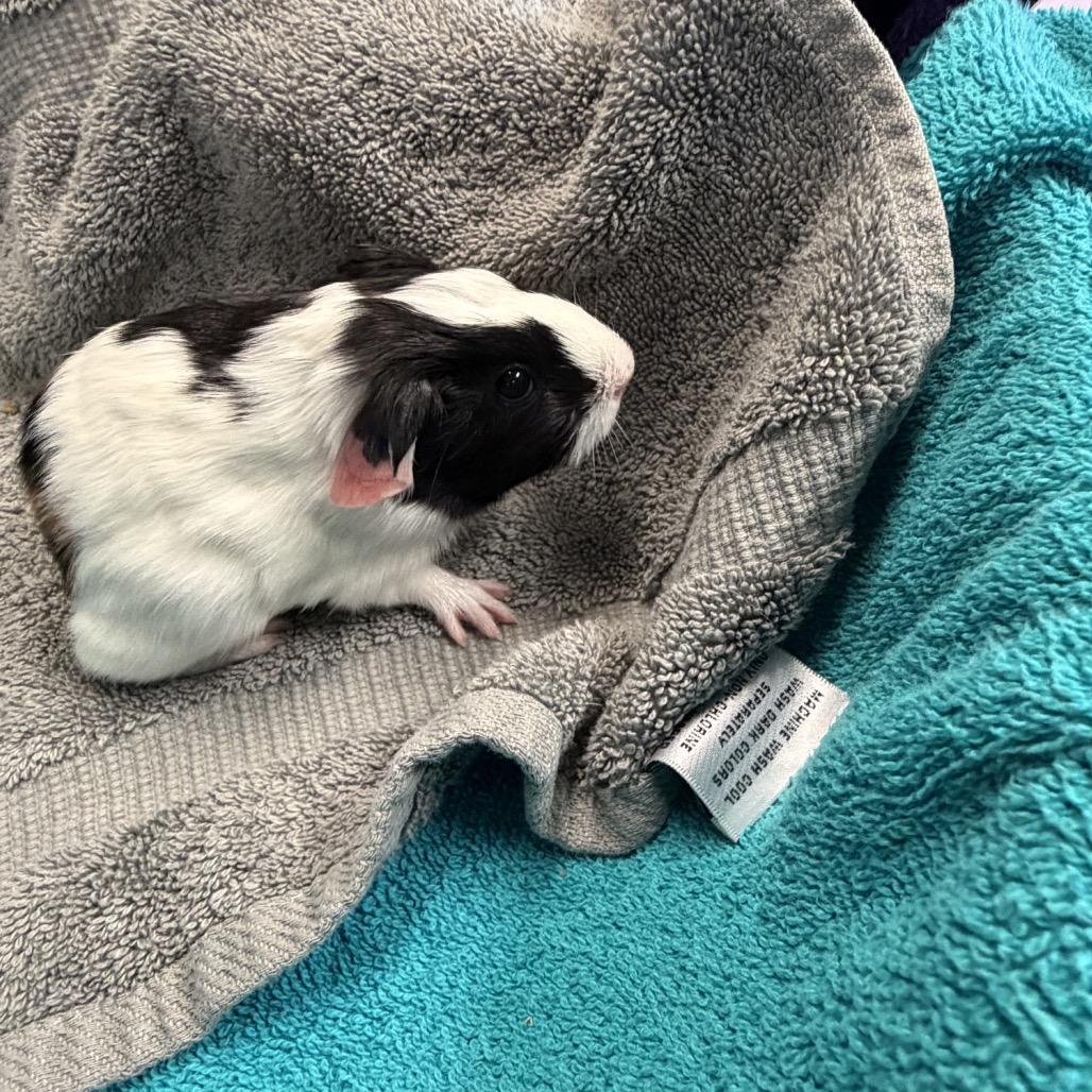 Enlarge Turnip, a Adoptable Guinea Pig in Quakertown, PA image 4/6