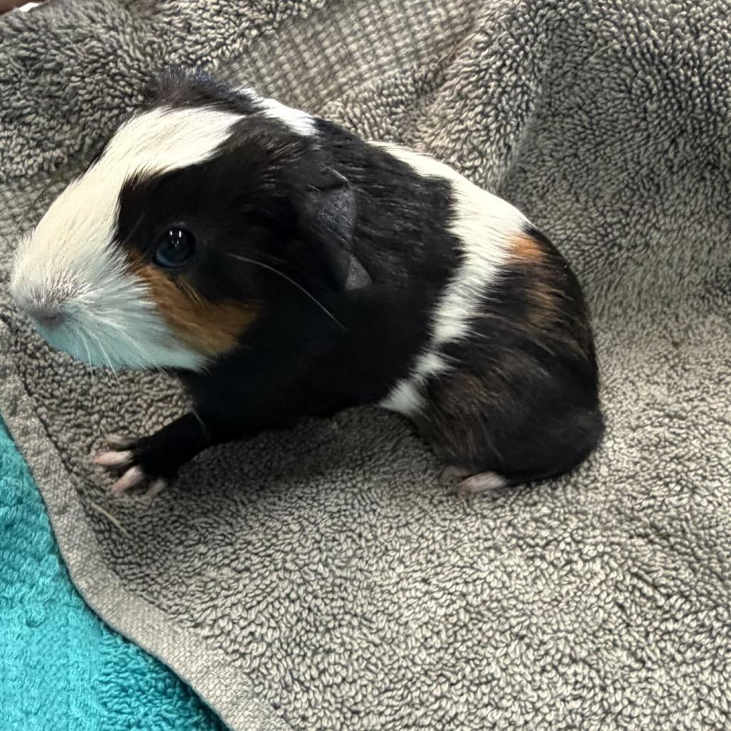 Enlarge Turnip, a Adoptable Guinea Pig in Quakertown, PA image 5/6