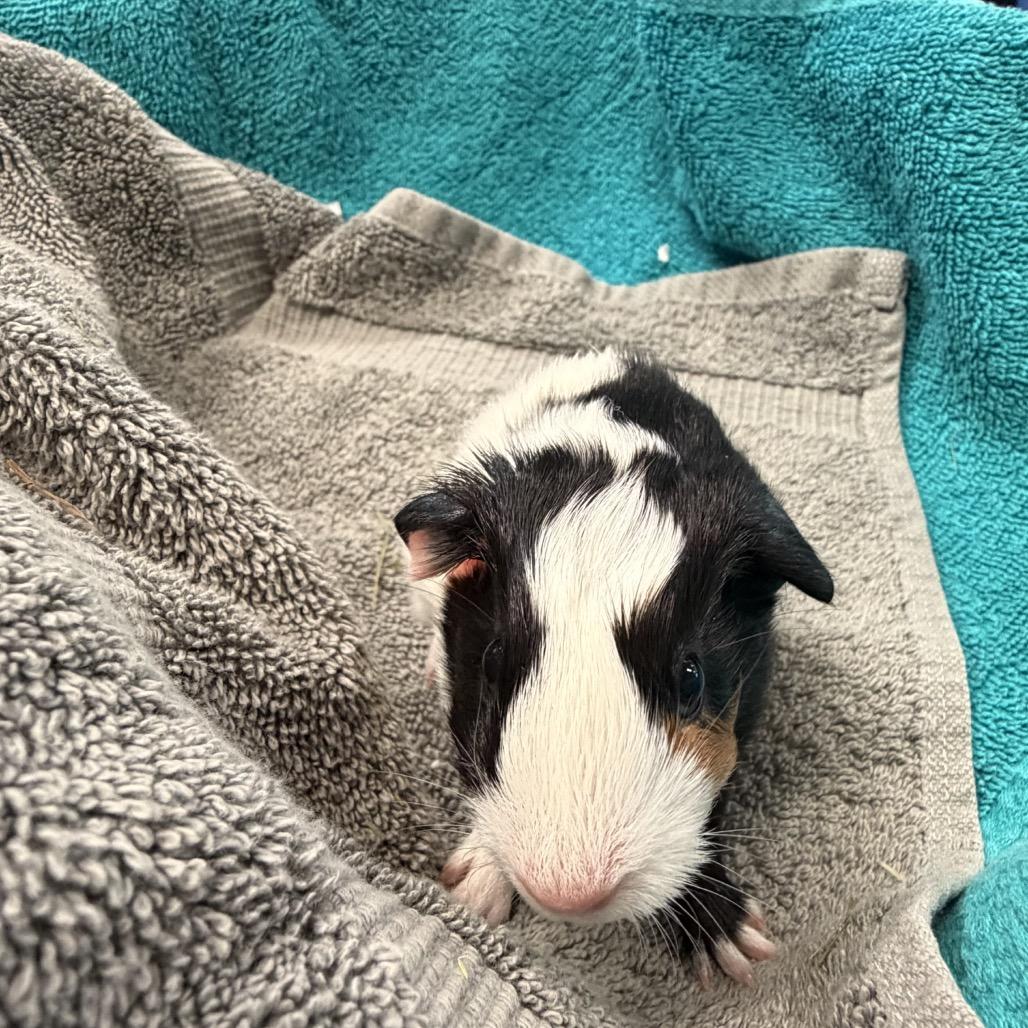 Enlarge Turnip, a Adoptable Guinea Pig in Quakertown, PA image 6/6