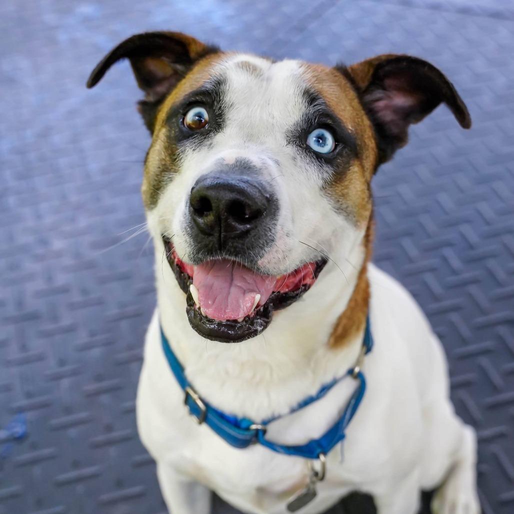 Dougie, Adoptable, Adult Male Pit Bull Terrier.