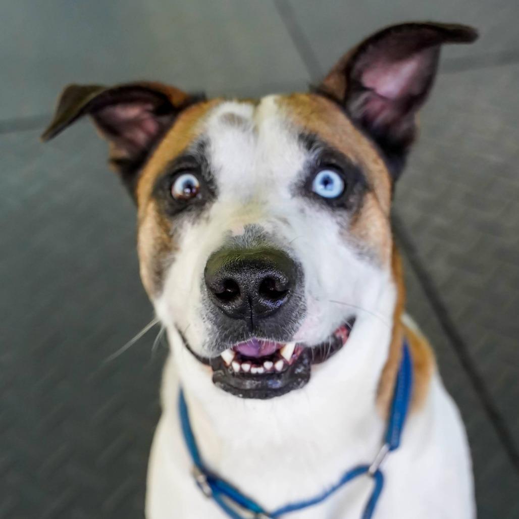 Enlarge Dougie, a Adoptable Pit Bull Terrier in Thomaston, ME image 2/3