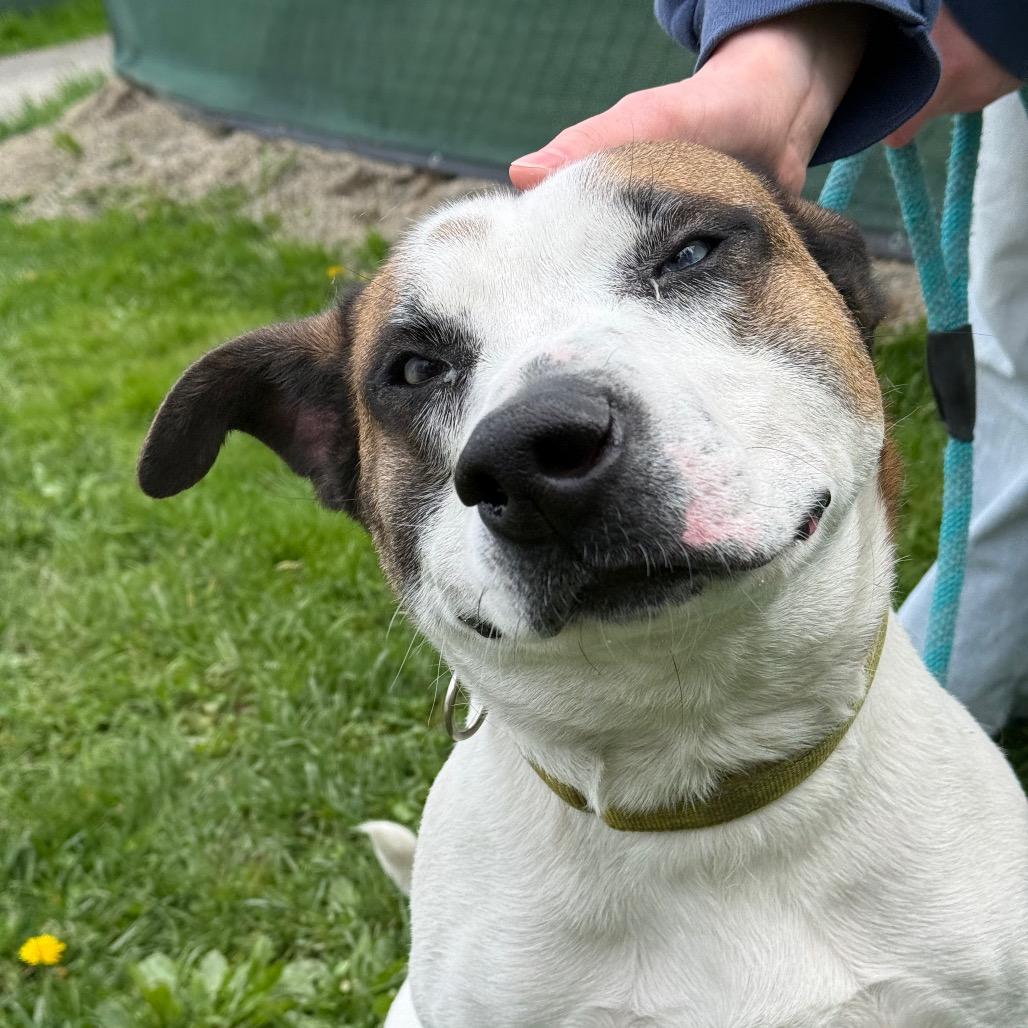 Enlarge Dougie, a Adoptable Pit Bull Terrier in Thomaston, ME image 3/3