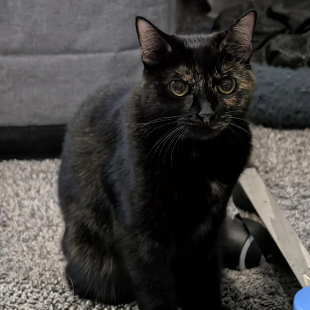 Bailey, Adoptable, Adult Female Tortoiseshell.