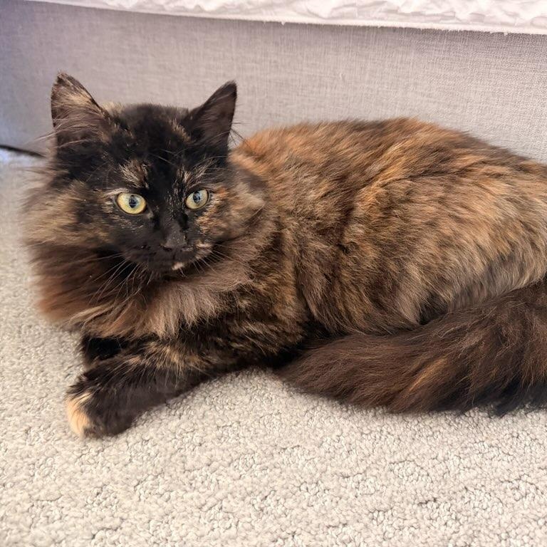 Mocha, adopted, Kitten Female Domestic Long Hair.