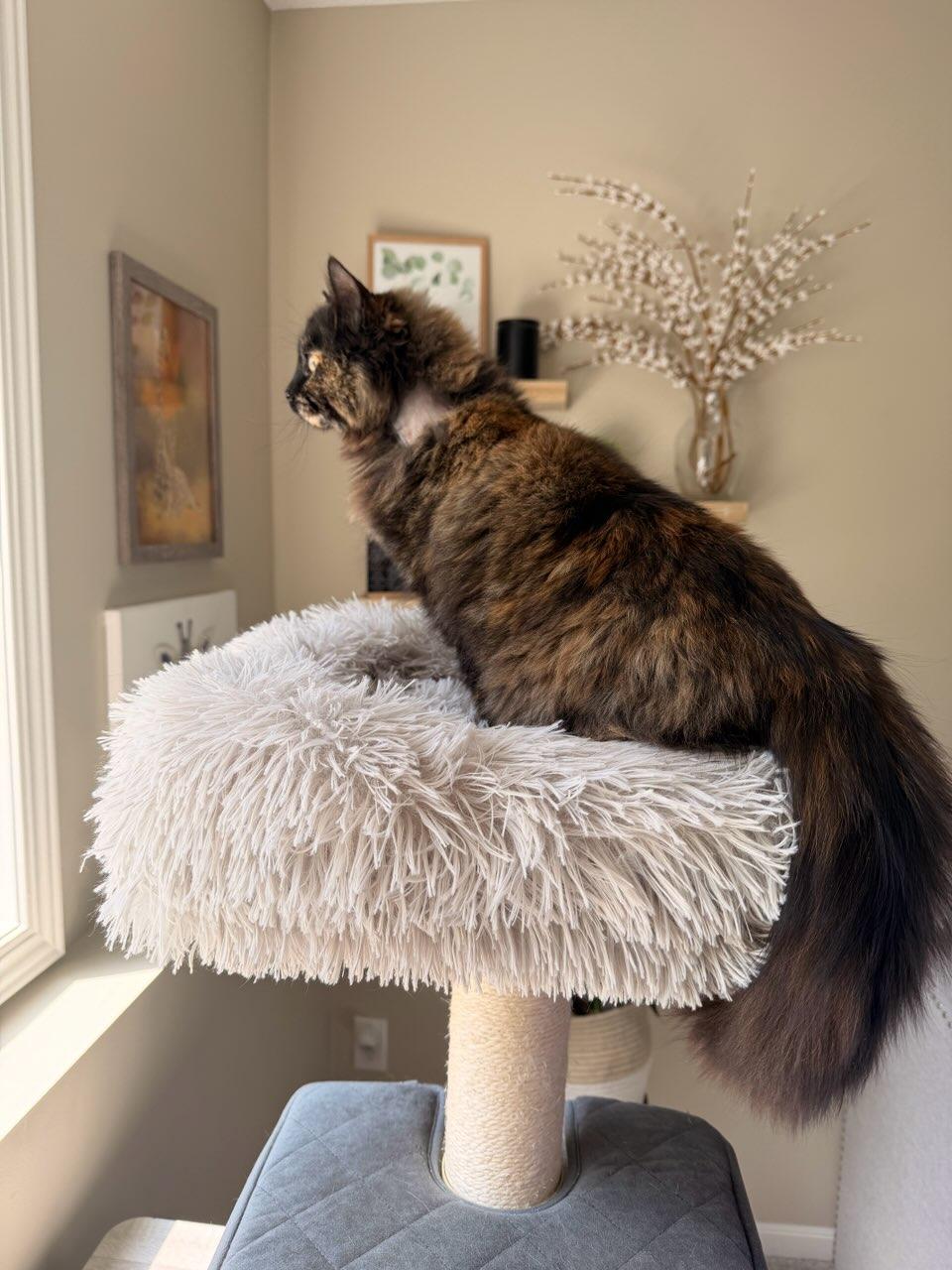 Mocha, an adopted Domestic Long Hair in Minneapolis, MN image 3/6