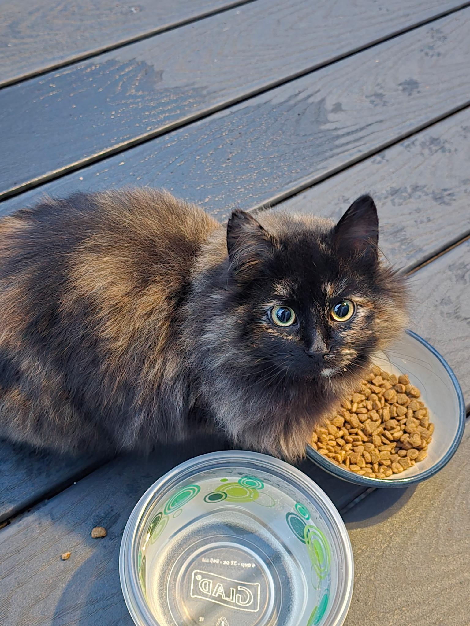 Mocha, an adopted Domestic Long Hair in Minneapolis, MN image 5/6