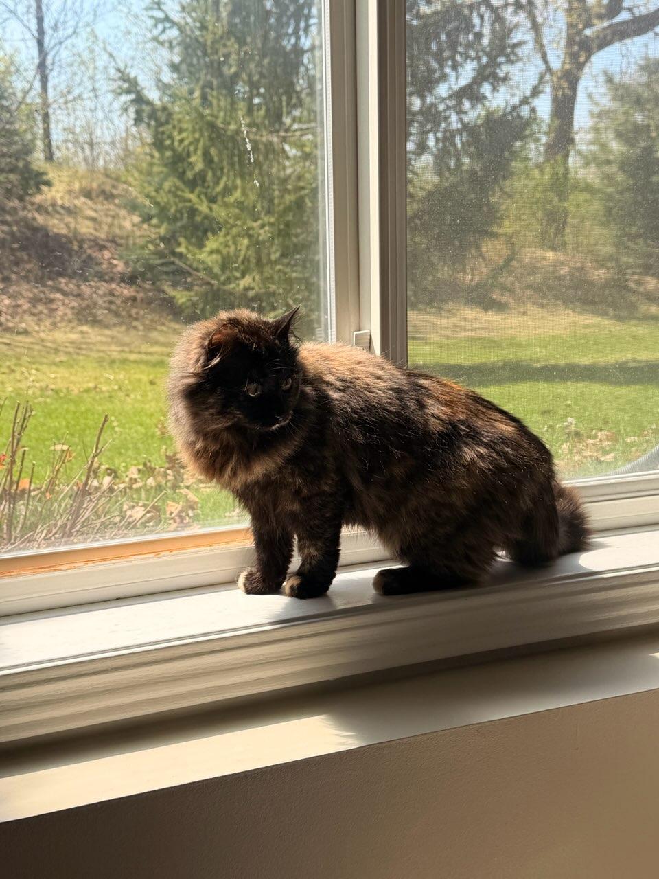 Mocha, an adopted Domestic Long Hair in Minneapolis, MN image 6/6