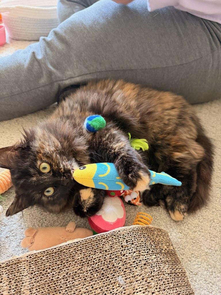 Mocha, an adopted Domestic Long Hair in Minneapolis, MN image 2/6