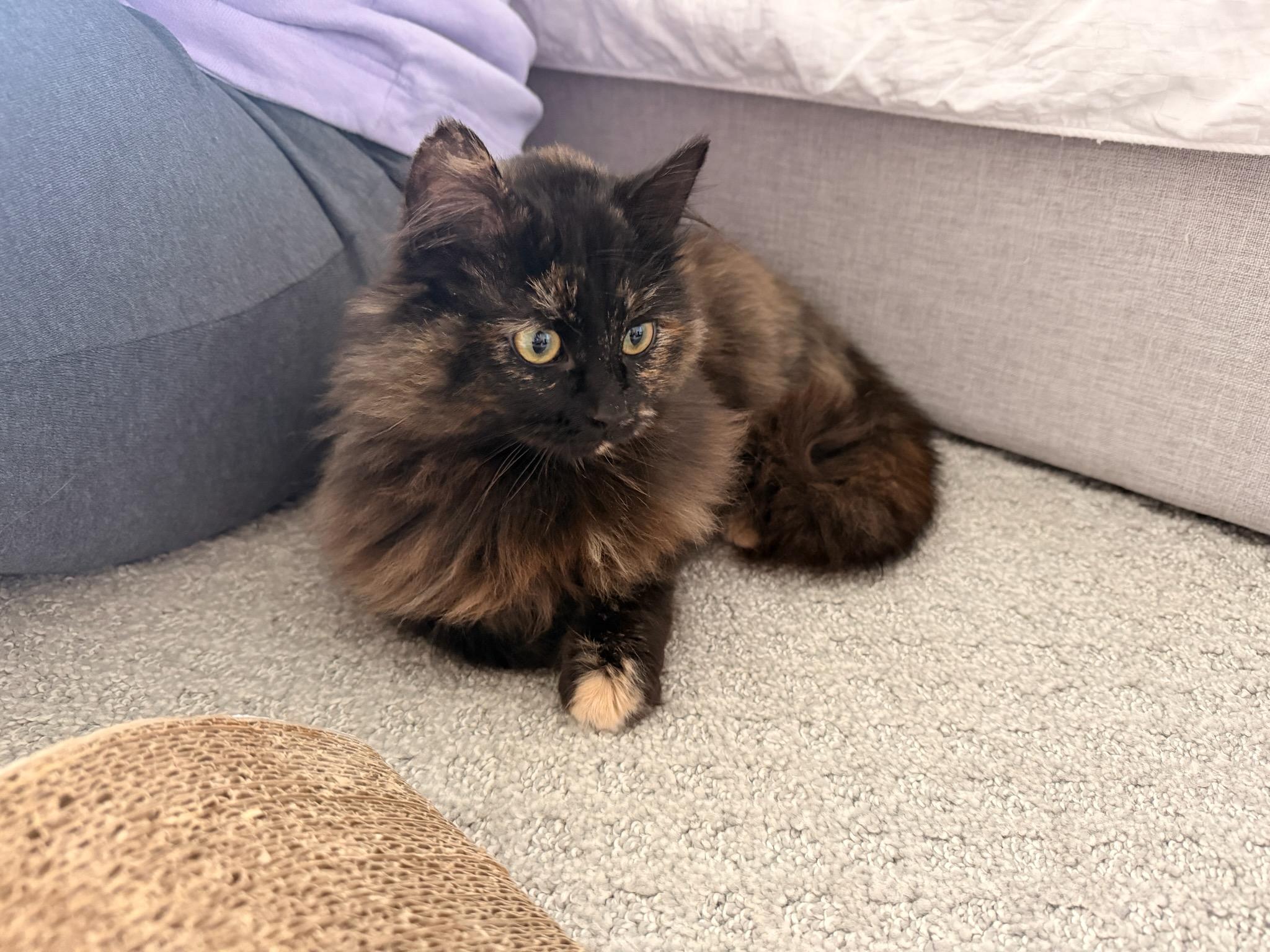 Mocha, an adopted Domestic Long Hair in Minneapolis, MN image 4/6