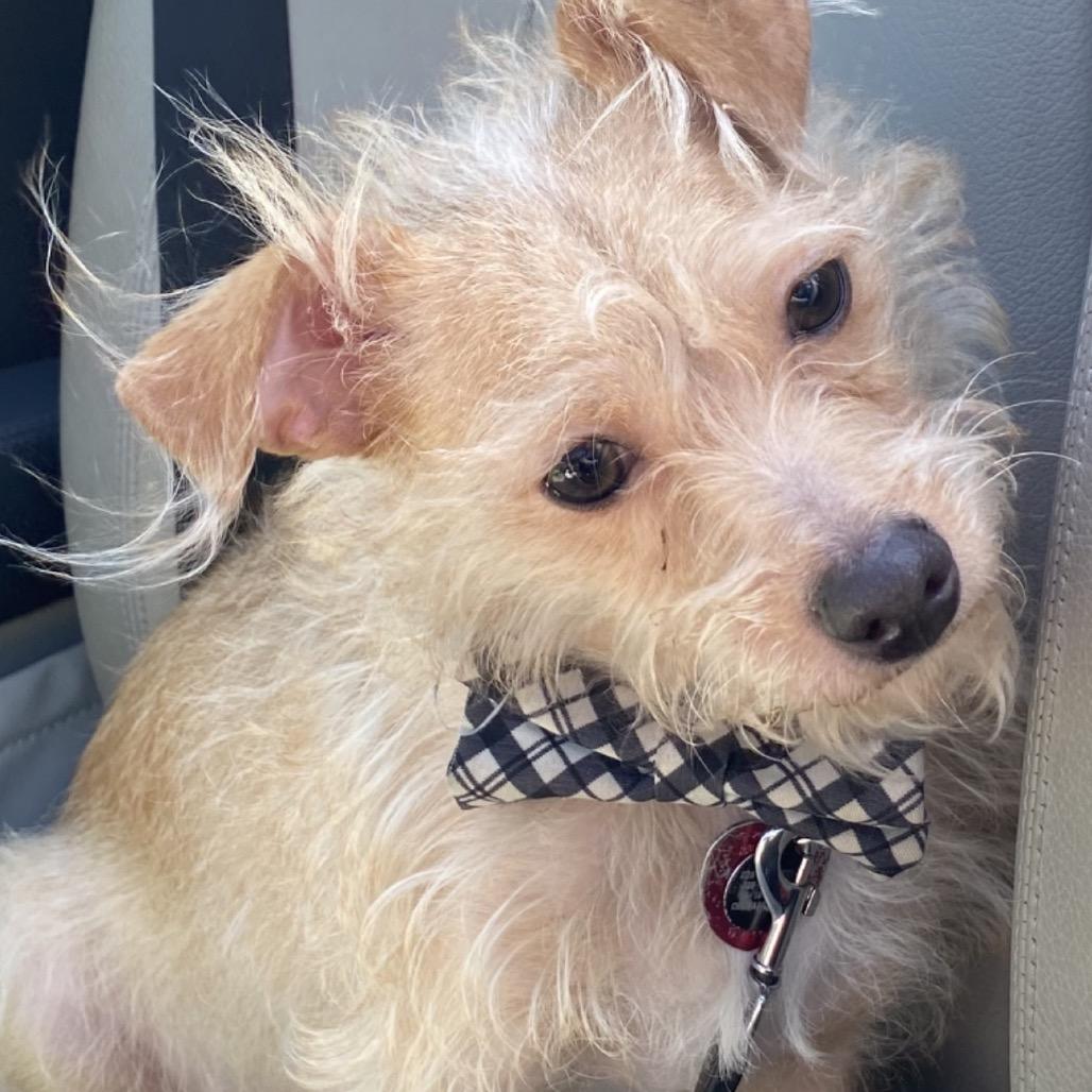Finne, Adoptable, Adult Male Chihuahua & Poodle.