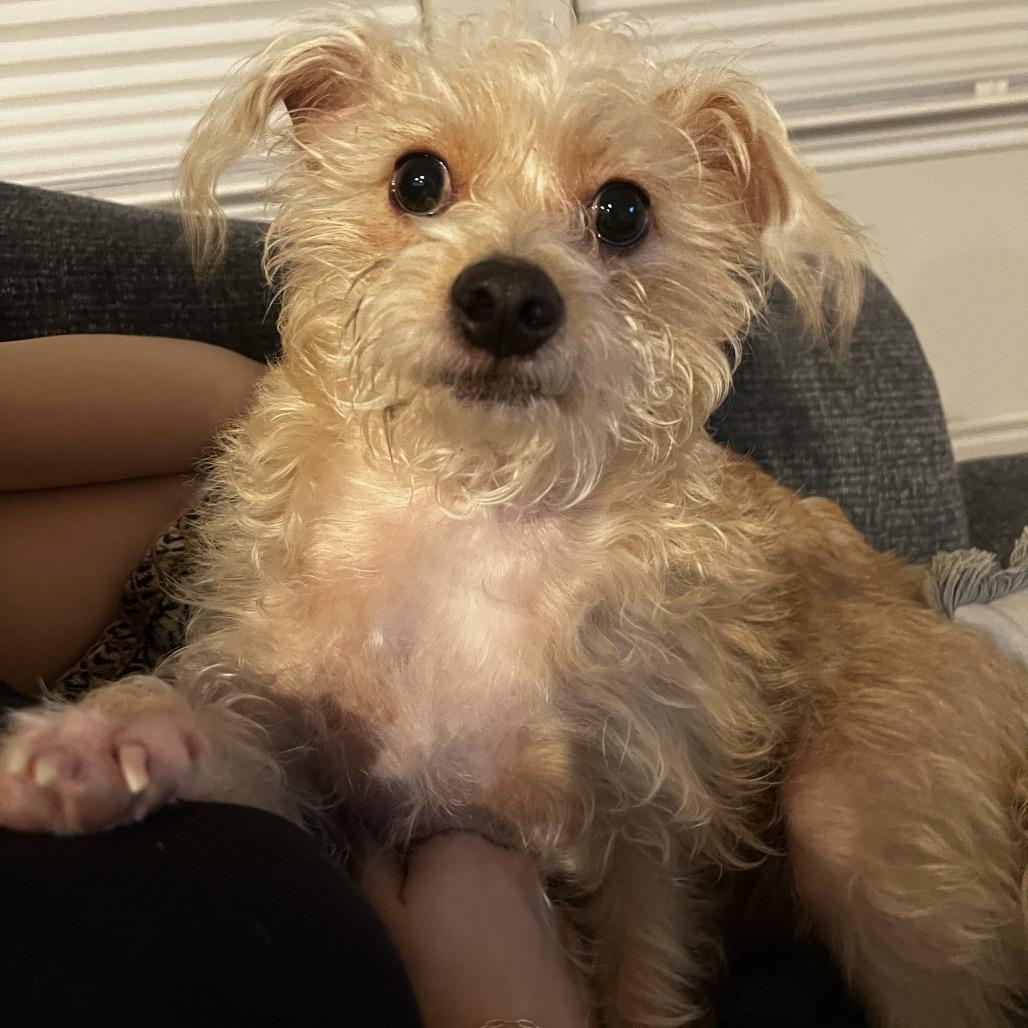 Finne, a Adoptable mixed breed in Gulfport, MS image 4/5