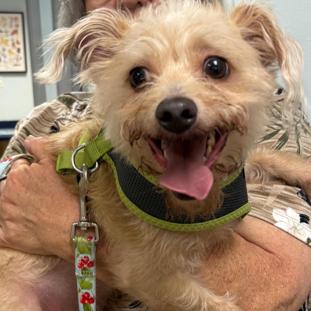 Finne, a Adoptable mixed breed in Gulfport, MS image 5/5