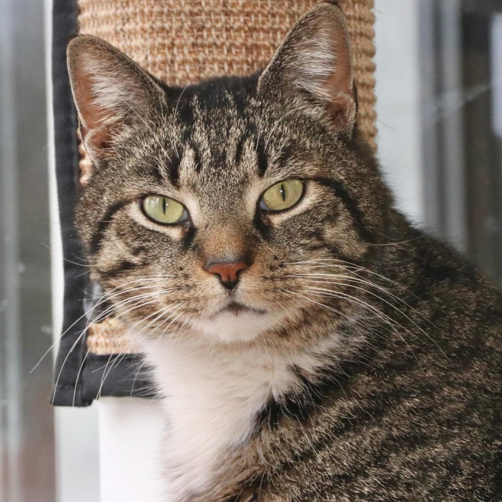 Papa Bear, Adoptable, Adult Male Domestic Medium Hair.