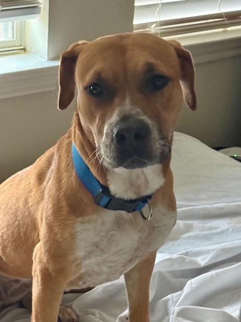 Rosy, a ADOPTABLE mixed breed in Cypress, TX image 4/6