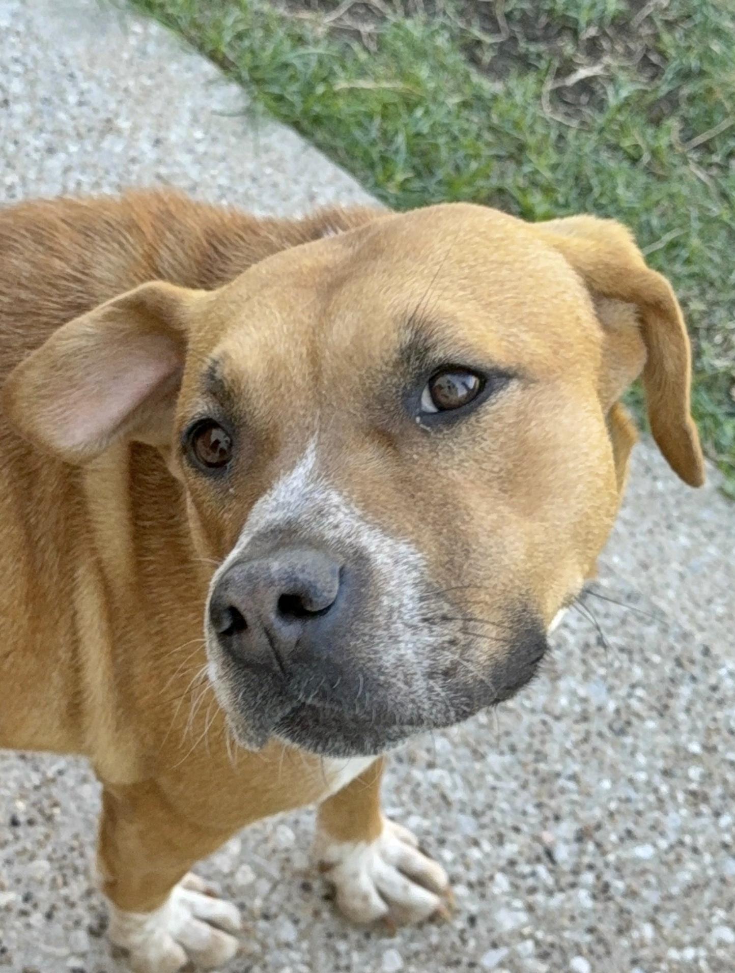 Rosy, ADOPTABLE, Young Female Pit Bull Terrier.