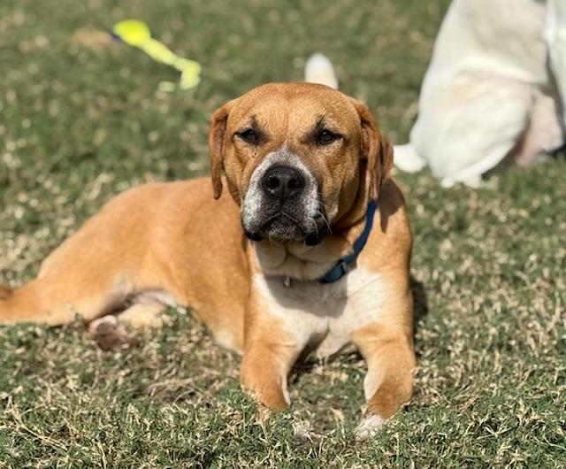 Rosy, a ADOPTABLE mixed breed in Cypress, TX image 3/6