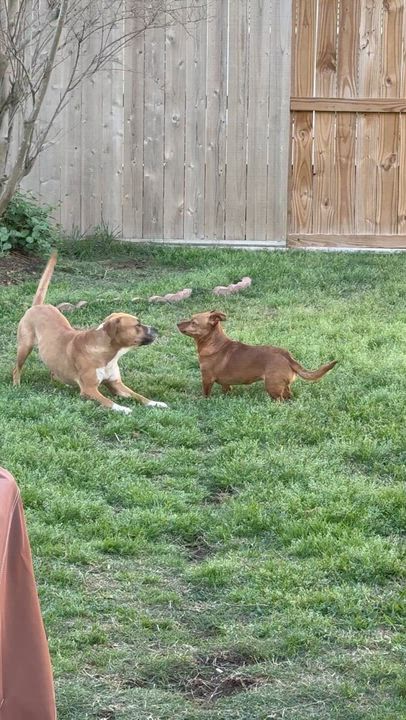Enlarge Rosy, a ADOPTABLE mixed breed in Cypress, TX video 6/6