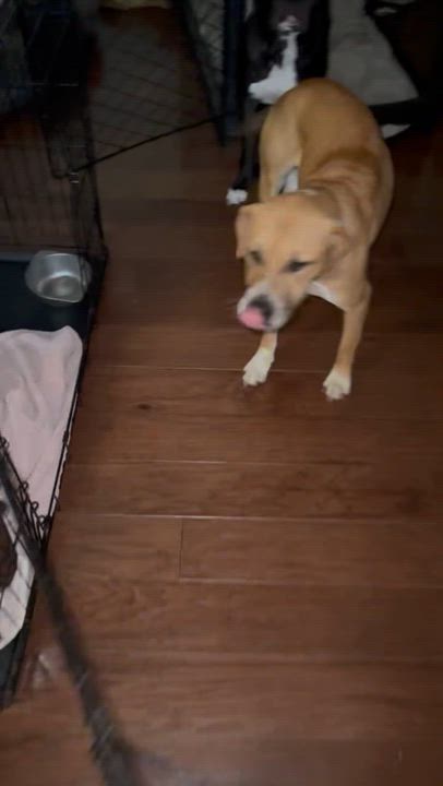 Enlarge Rosy, a ADOPTABLE mixed breed in Cypress, TX video 2/6